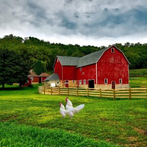 Farm Red Barn Kitchen Glass Cutting Board Barn Decorative Gift Farmhouse Ranch Piglets Design