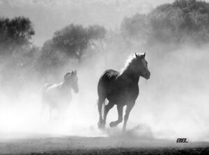 wild running horses black and white art kitchen glass cutting board decorative gift design