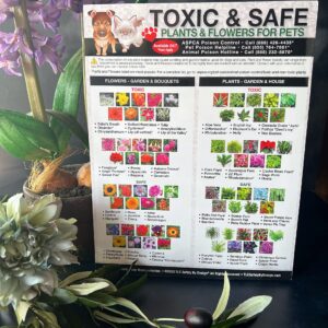 TLC Safety By Design Premium Toxic and Safe Plants & Flowers Poison for Pets Dogs Cats Emergency Large Format Veterinarian Approved Refrigerator Safety Magnet 8.5” x 11”