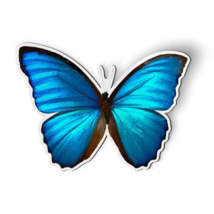 blue morpho butterfly beautiful - magnet - car fridge locker - select size