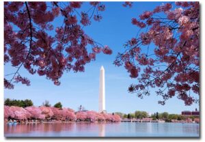 washington d.c. cherry blossom refrigerator magnet size 2.5" x 3.5"