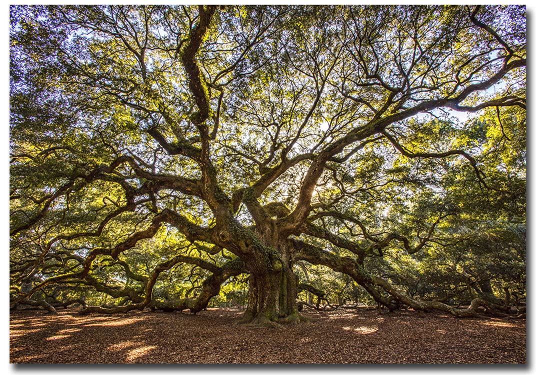 REFRIGERATOR MAGNET USA, South Carolina, Charleston, Angel Oak Tree Travel Refrigerator Magnet Size 2.5 x 3.5, Multi-color(view_a534)