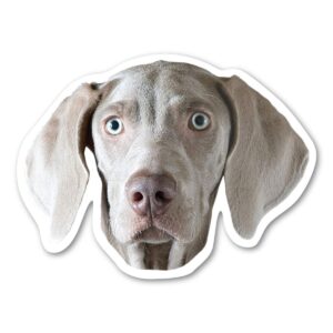 weimaraner dog magnet by magnet america is 3.75" x 5" made for vehicles and refrigerators