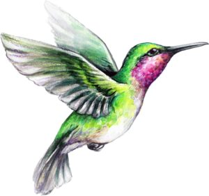 magnet beautiful vibrant colored hummingbird art #5 vinyl magnet (4" wide)