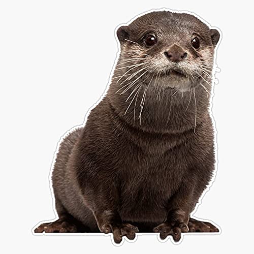 Magnet Adorable Otter #6 Magnet Bumper Sticker Car Magnet Flexible Reuseable Magnetic Vinyl 5"