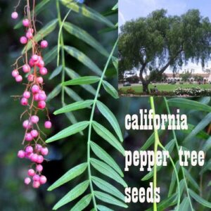 10 california pepper tree