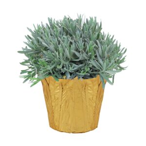 live aromatic and healthy herb - lavender, improves sleep quality, wrapped in deco cover, 14" tall by 6" wide in 1.25 quart pot