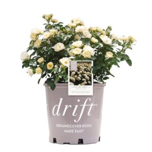 drift popcorn rose, 2 gal