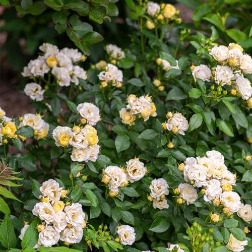 Drift Popcorn Rose, 2 Gal