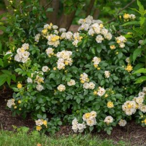 Drift Popcorn Rose, 2 Gal