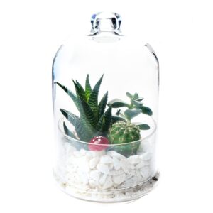 the buybox terrarium glass jar with lid for plants, premium glass container, food storage,keeper,saver
