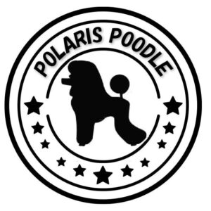 ★POLARIS★ Food Picks ＆ Food Balun for Lunch Box (Dinosaurs)