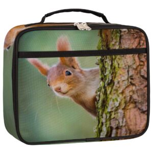 kids lunch box for boys girls cute animal squirrel forest insulated lunch bag reusable small cooler bag meal containers tote kit for school travel women men