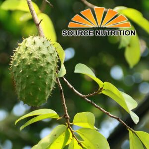 Organic Dried Soursop Leaves by Source Nutrition - Pure Graviola for Tea, Whole Dried Leaves, High in Acetogenins - 2 oz Resealable Bag