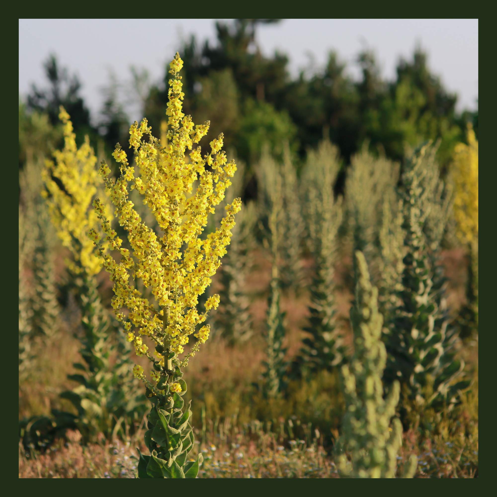 MagJo Naturals, Mullein Leaf (16 oz) Cut and Sifted, Wild-Crafted, gordolobo tea, leaves, Verbascum