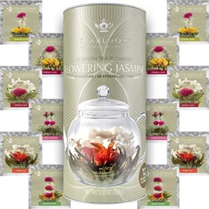 teabloom jasmine flowering tea – hand tied green tea leaves + jasmine blossoms flowering tea creations – blooming tea gift set – 12-pack, 36 steeps, makes 250 cups