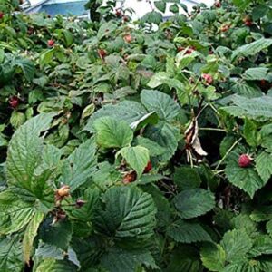 Certified Organic Raspberry Leaf Cut and Sifted 1 LB Bag –100% Natural, Kosher Berries (Rubus idaeus)