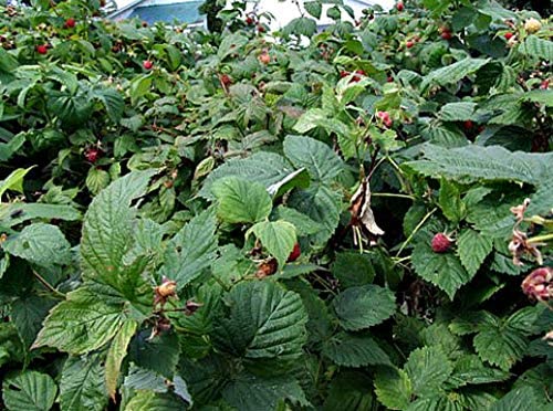Certified Organic Raspberry Leaf Cut and Sifted 1 LB Bag –100% Natural, Kosher Berries (Rubus idaeus)