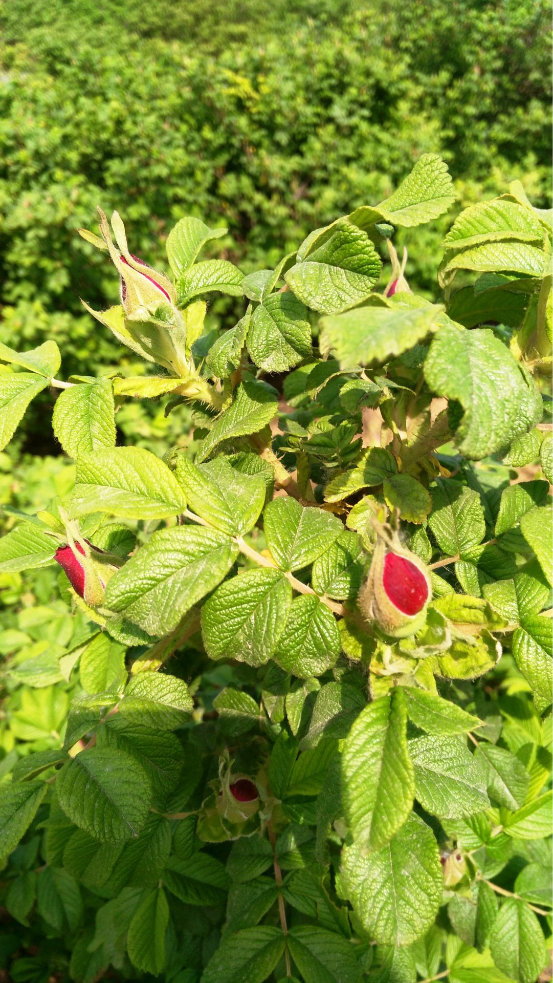 TooGet Fragrant Natural Red Rose Buds Rose Petals Organic Dried Flowers Wholesale, Culinary Food Grade - 4 OZ