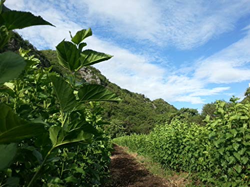 Zi Chun Tea | Organic White Mulberry Leaf Tea | Loose Leaf Herbal Tea from Thailand | Caffeine Free Organic Wellness Tea | Morus alba - 3.5 oz