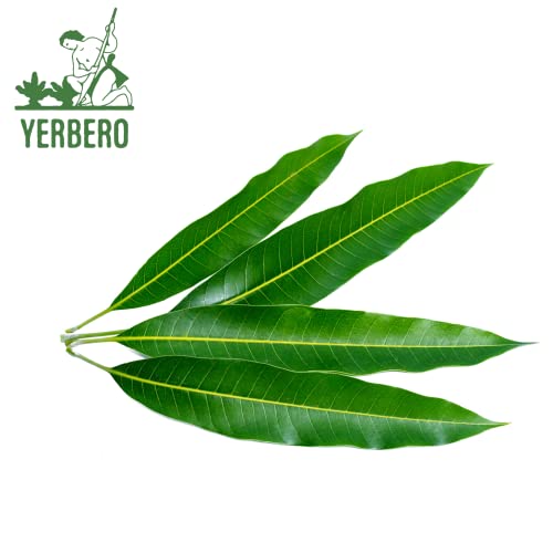 Yerbero - Hoja De Mango Entera (.75 oz - 22gr) Whole Dried Mango Leaves, Whole Leaf,100% All Natural D-Tox - Relaxation Tea | 20+ Servings | From Mexico | Premium Wildcrafted Quality.