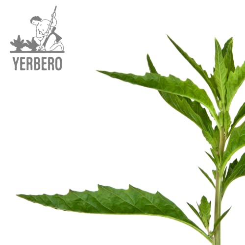 Yerbero - Dried Epazote Leaves Cut Herb 2 Oz (56 g) | Hoja De Epazote Cortadas 100% Natural | Mexican Seasoning, Tea, Edible | Epazote De Comida | Resealable Bag - Product Of Mexico.