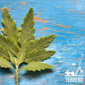 Yerbero - Dried Epazote Leaves Cut Herb 2 Oz (56 g) | Hoja De Epazote Cortadas 100% Natural | Mexican Seasoning, Tea, Edible | Epazote De Comida | Resealable Bag - Product Of Mexico.