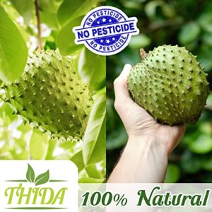 Soursop Tea 30 Bags | Soursop Leaves | Asian Herbal Life Tea From Guanabana Leaves | Graviola Soursop Fruit Tea Supply From Thailand