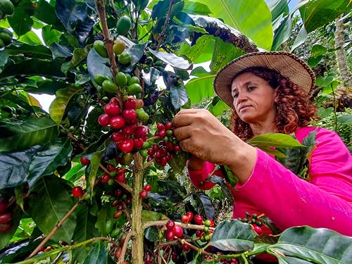 Cafe Don Pedro American Roast Naturally Low Acid Coffee - Large Can - Coffee Grounds for Sensitive Stomachs - Delicious Medium Roast Stone Ground Coffee