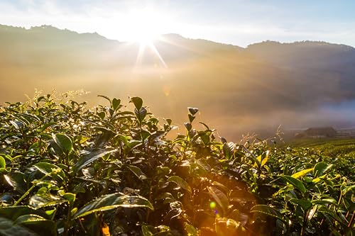 Cafe Don Pedro American Roast Naturally Low Acid Coffee - Large Can - Coffee Grounds for Sensitive Stomachs - Delicious Medium Roast Stone Ground Coffee