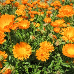 Starwest Botanicals Organic Calendula Flowers Whole, 1 Pound Bulk Resealable Bag Herbal Tea (Calendula Officinalis)