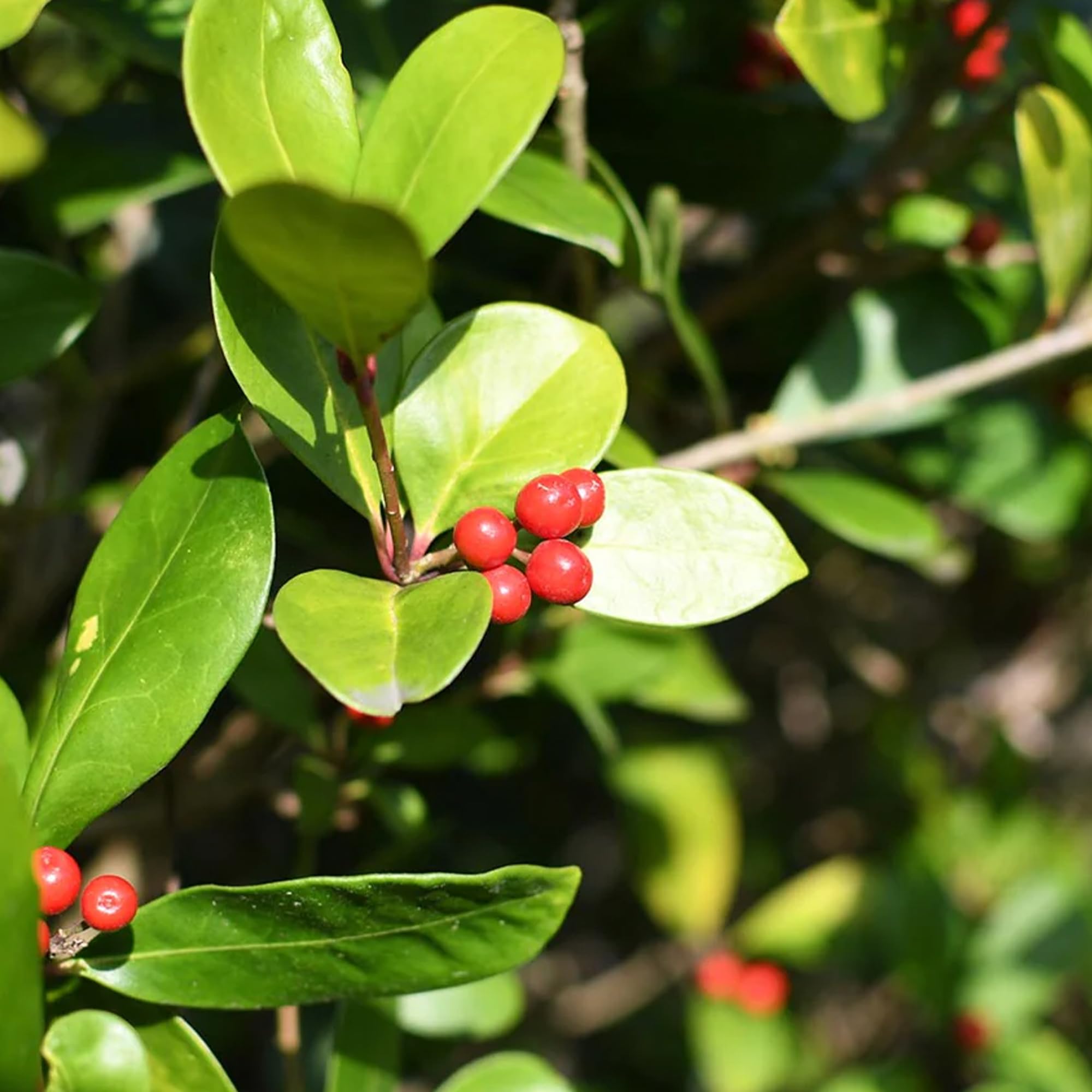 Jovvily Uva Ursi Leaves - 8oz - Dried Whole Leaves - Bearberry Leaves - Herbal Tea