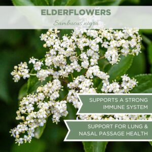 Organic Dried Elderflowers 4 oz. (113g), USDA Certified Organic Dried Elder Flowers, Organic Elderflower Tea, Elder Herb Tea, Elderberry Flower Tea, Flor De Sauco, Whole