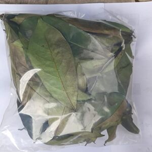 Freshly Dried Soursop Leaves (Annona Muricata) - 400 Leaves