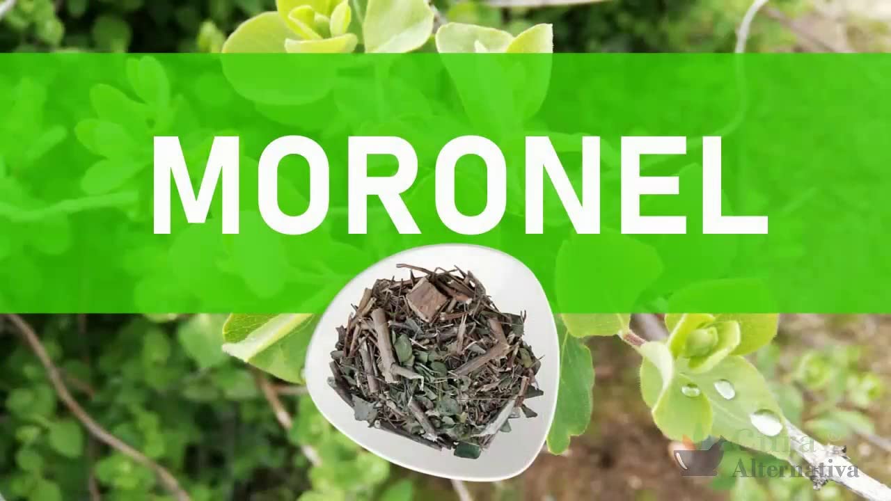 Yerbero - Moronel(Planta De La Vida) 30 Tea Bags 1gr (0.03oz) - Net WT 30gr (1.3oz) | Stand Up Resealable Bag | Crafted By Nature100% All Natural, non-GMO, Gluten-free.