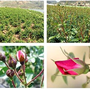 TooGet Fragrant Natural Deep Red Rose Buds Rose Petals Organic Dried Golden-Rim Rose Flowers Wholesale, Culinary Food Grade - 4 OZ