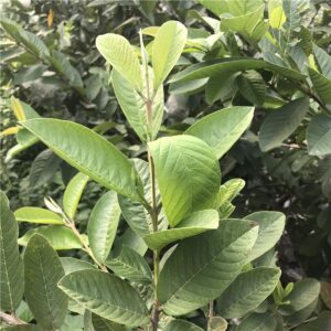 Dried Whole Guava Leaves, Natural Guava Tea (2.0 oz)