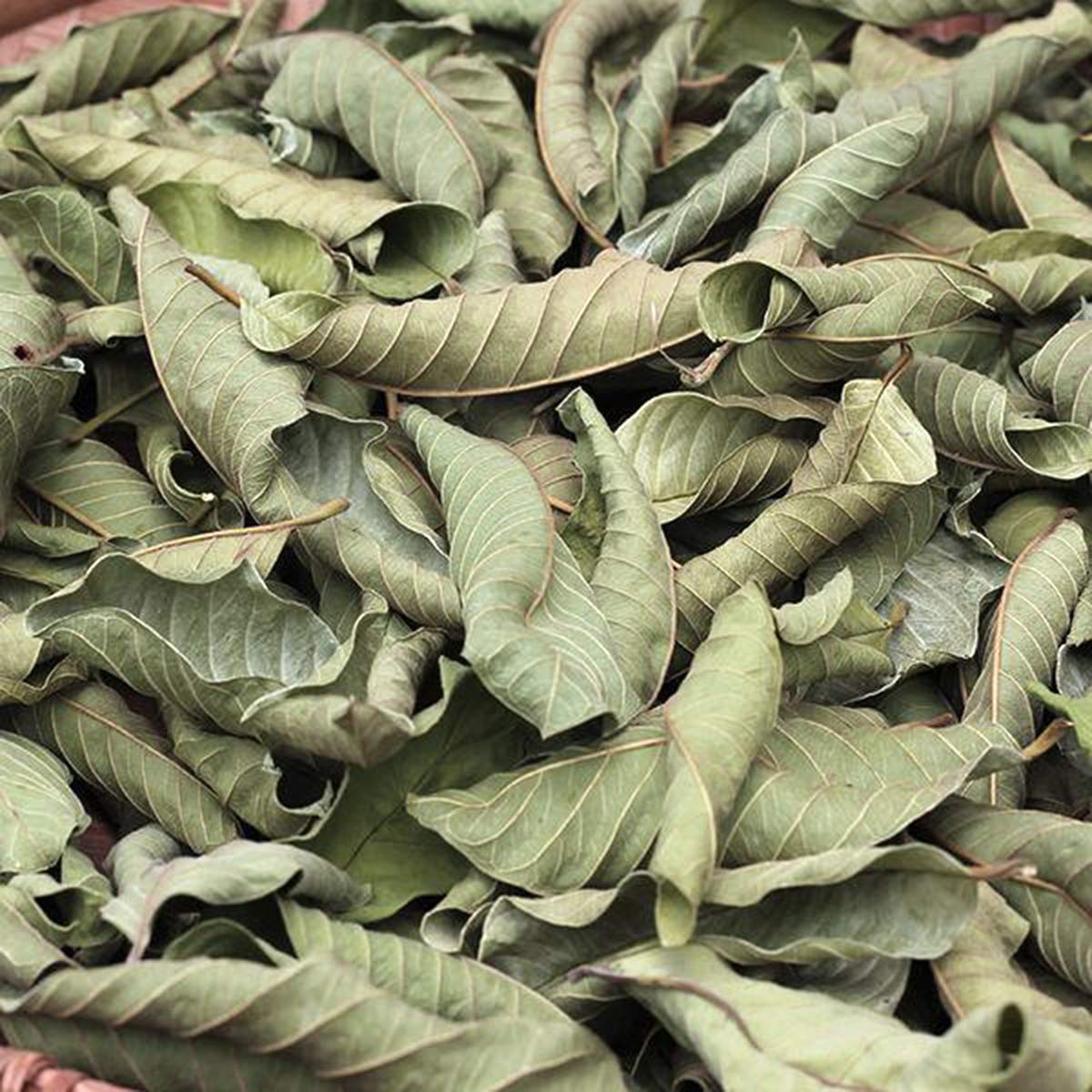 Dried Whole Guava Leaves, Natural Guava Tea (2.0 oz)