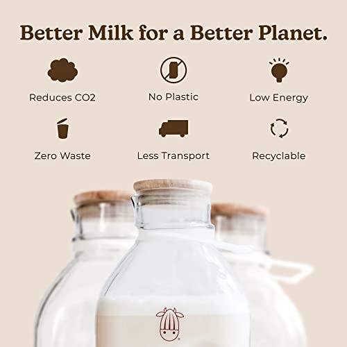 Almond Cow - Glass Pitcher with Lid and Spout, Bottle for Refrigerator, Clear Milk Jug , Food-Grade Glass Liquid Container, 60 fl oz Capacity, 5 x 4 x 10 Inches