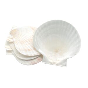 nantucket seafood natural baking sea shells, 5-inch, set of 4