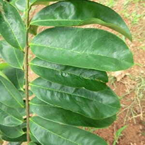 Ag Sop Soursop Graviola 100 Leaves