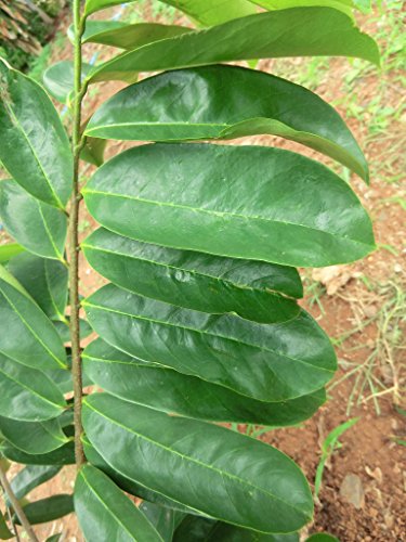 Ag Sop Soursop Graviola 100 Leaves