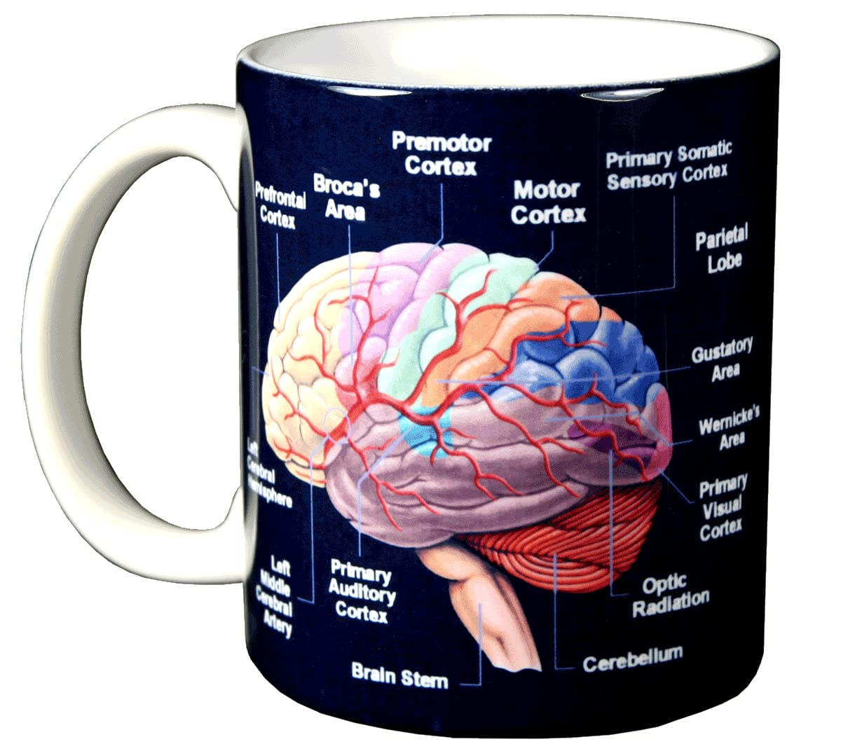 WILD COTTON Brain 11 Ounce Ceramic Coffee Mug (WC462M)