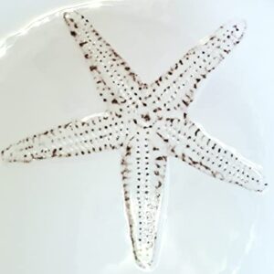 Sigrid Olsen Melamine Starfish Serving Platter White 11x11 inch