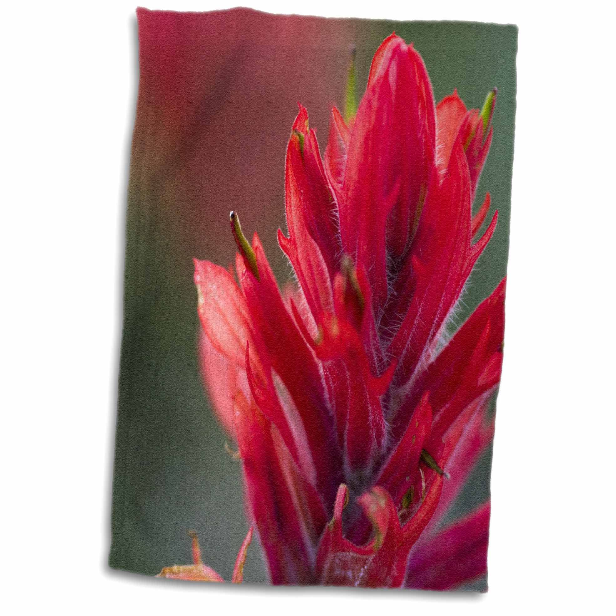 3D Rose Indian Paintbrush-Scarlet Paintbrush-Flower-Na01 Fzu0015-Frank Zurey Hand/Sports Towel, 15 x 22