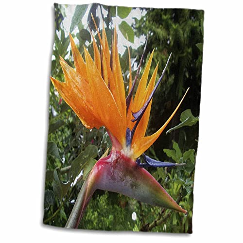 3dRose Florene Flower - Tropic Bird of Paradise with Dew Drops - Towels (twl-56969-1)