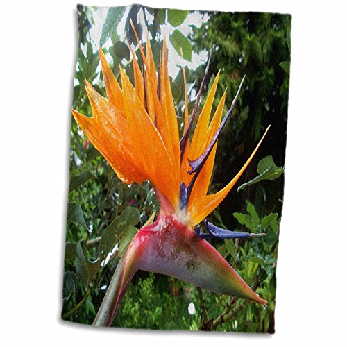 3dRose Florene Flower - Tropic Bird of Paradise with Dew Drops - Towels (twl-56969-1)