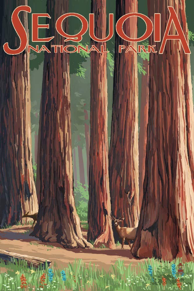 Lantern Press Sequoia National Park, Forest Grove in Spring (12x18 Art Print, Travel Poster Wall Decor)