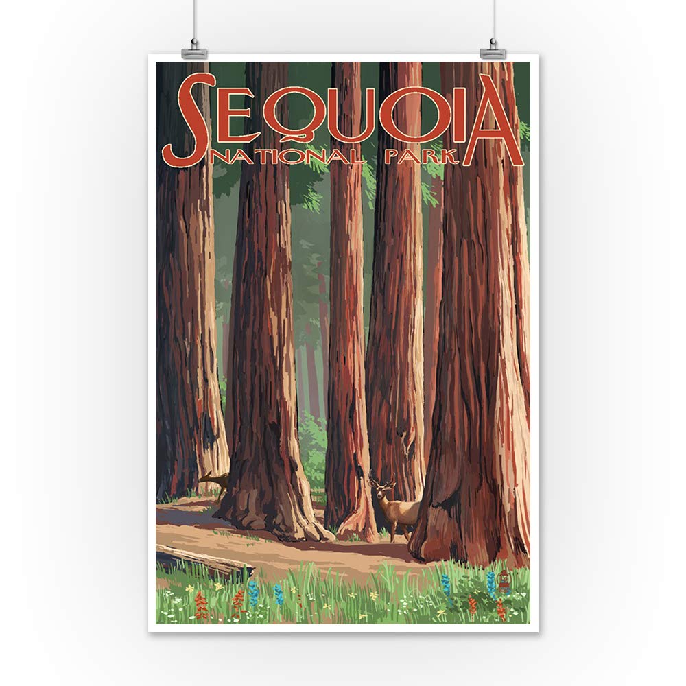 Lantern Press Sequoia National Park, Forest Grove in Spring (12x18 Art Print, Travel Poster Wall Decor)