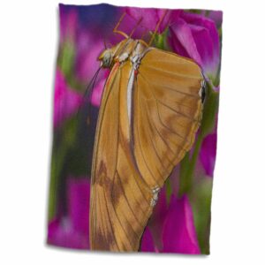 3d rose dryas julia butterfly-us48 dgu0398-darrell gulin hand/sports towel, 15 x 22